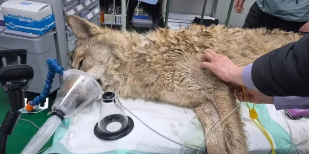 9 Günlük Kaçışın Ardından Kore Kurdu Sağ Olarak Yakalandı