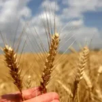 bugday-fiyatlari-ne-zaman-aciklanacak-2026-tmo-arpa-ve-bugday-alim-fiyati-ne-kadar-HiMBjhsY