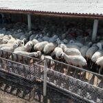 Konya buyuksehirin hayvan yetistiriciligi egitimleri ureticiye guc katiyor Qp8Hbrsq