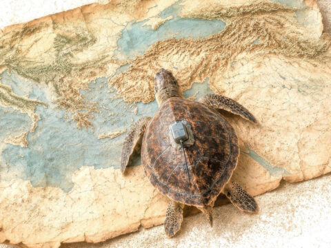 Kuresel isinma caretta carettalarin goc rotasini 25 yil erkene cekti hycSPUsR